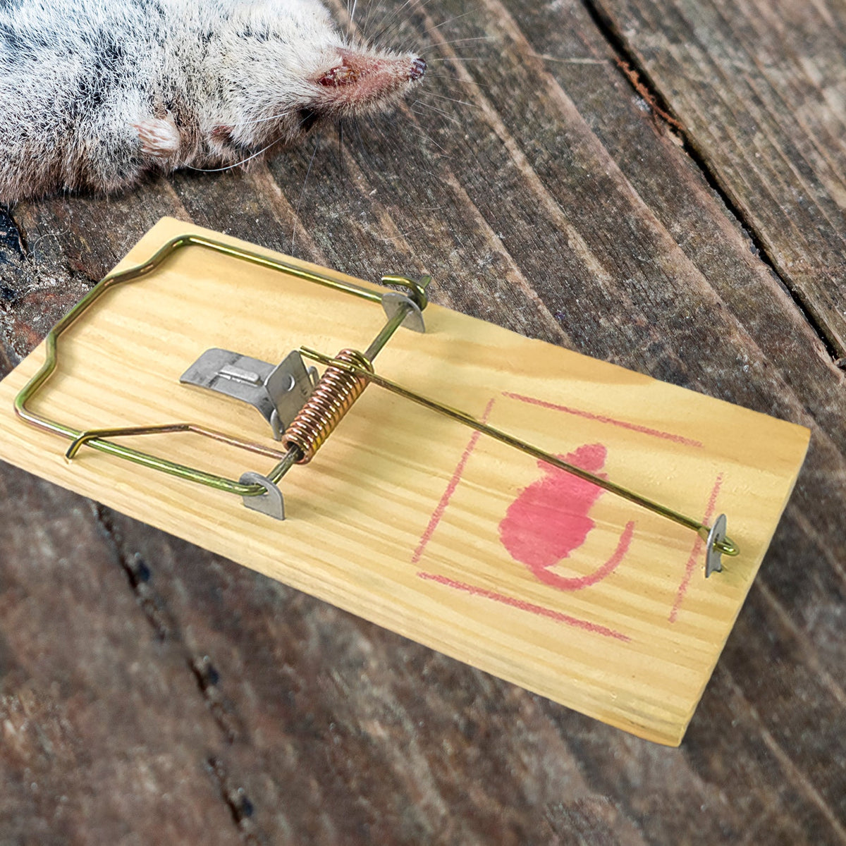 Wooden Mouse Rat Traps (1 Pc) – coreldove.com