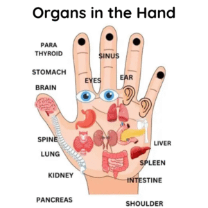 Hand acupressure chart showing Sujok therapy organ zones and finger reflex points
